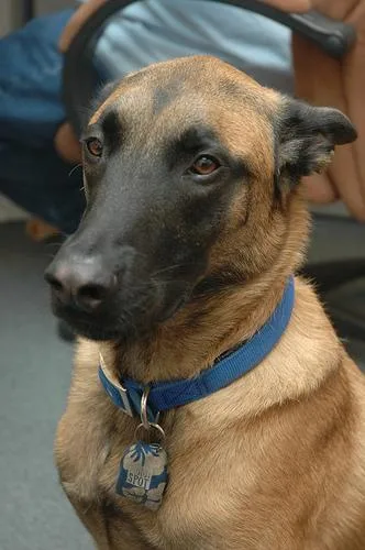 Malinois #99, a Belgian Malinois in the PetMatch pool