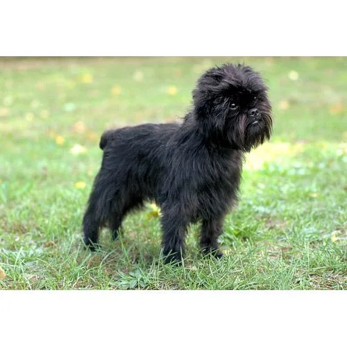 Affenpinscher #62, a Affenpinscher in the PetMatch pool