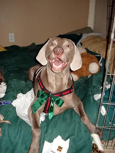 Weimaraner #25, a Weimaraner in the PetMatch pool