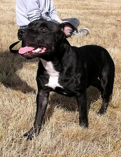 Staffordshire Bullterrier #110, a Staffordshire Bull Terrier in the PetMatch pool