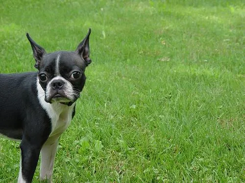 Boston Bull #36, a Boston Terrier in the PetMatch pool