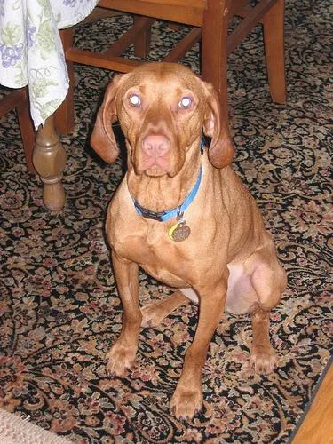 Vizsla #66, a Vizsla in the PetMatch pool
