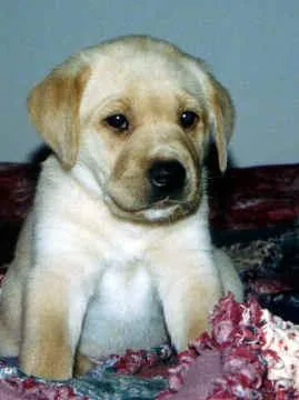 Labrador Retriever #69, a Labrador Retriever in the PetMatch pool