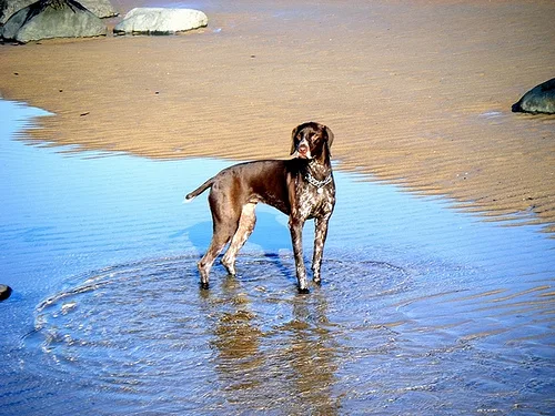 german shorthaired #5, a German Shorthaired Pointer in the PetMatch pool