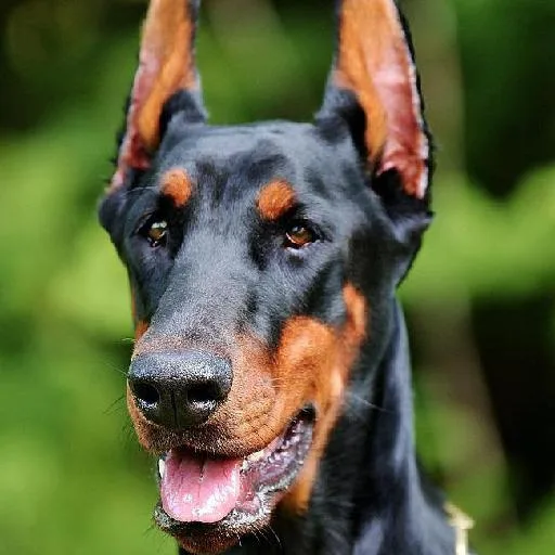 Mixed #2469, a Doberman Pinscher in the PetMatch pool