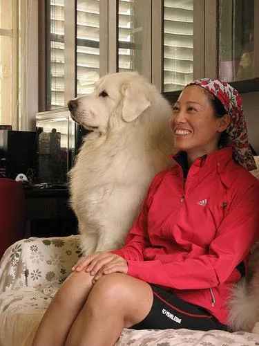Great Pyrenees #50, a Great Pyrenees in the PetMatch pool
