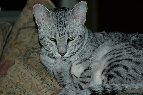 Egyptian Mau #21, a Egyptian Mau in the PetMatch pool