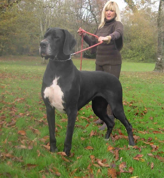 Great Dane #94, a Great Dane in the PetMatch pool