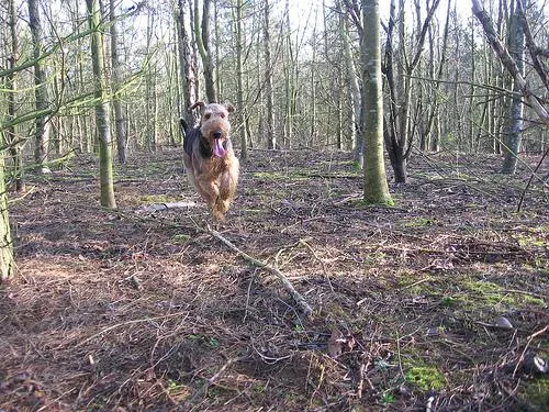 Airedale #79, a Airedale Terrier in the PetMatch pool