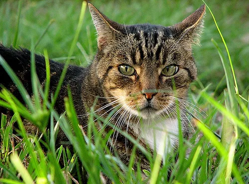 Mixed #18066, a Domestic Shorthair in the PetMatch pool
