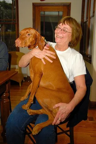 Vizsla #24, a Vizsla in the PetMatch pool
