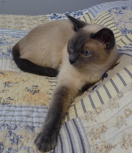 Siamese #63, a Siamese in the PetMatch pool