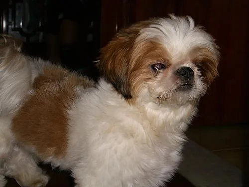 Shih Tzu #91, a Shih Tzu in the PetMatch pool