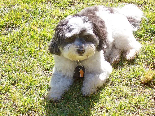 havanese #157, a Mixed Breed in the PetMatch pool