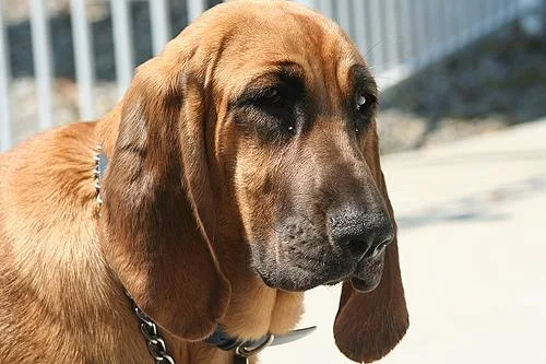 Bloodhound #120, a Bloodhound in the PetMatch pool