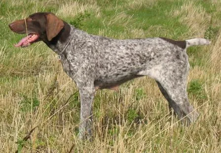 German Short Haired Pointer #109, a German Shorthaired Pointer in the PetMatch pool