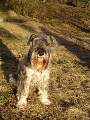 Standard Schnauzer #80, a Standard Schnauzer in the PetMatch pool