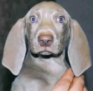 Weimaraner #58, a Weimaraner in the PetMatch pool