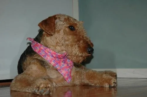 Airedale #30, a Airedale Terrier in the PetMatch pool
