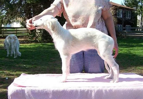 Borzoi #105, a Borzoi in the PetMatch pool