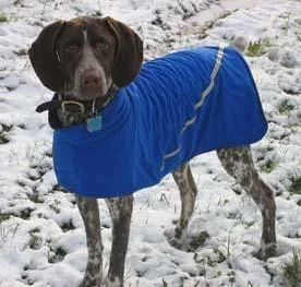 German Short Haired Pointer #26, a German Shorthaired Pointer in the PetMatch pool