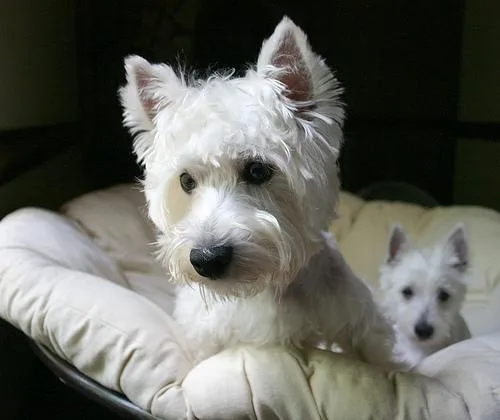 West Highland White Terrier #71, a West Highland White Terrier in the PetMatch pool