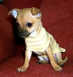 Chihuahua #107, a Chihuahua in the PetMatch pool