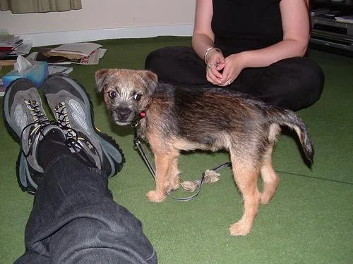 Border Terrier #112, a Border Terrier in the PetMatch pool