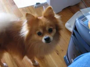 pomeranian #198, a Pomeranian in the PetMatch pool