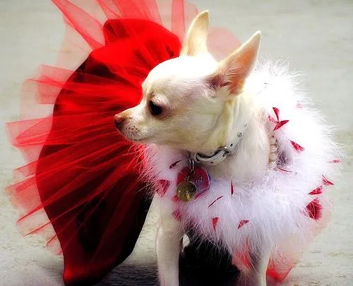 Chihuahua #118, a Chihuahua in the PetMatch pool