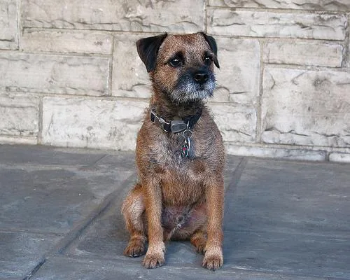 Border Terrier #21, a Border Terrier in the PetMatch pool