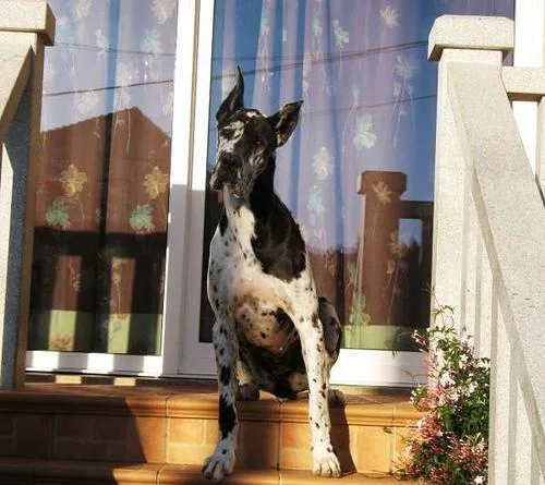 Great Dane #51, a Great Dane in the PetMatch pool