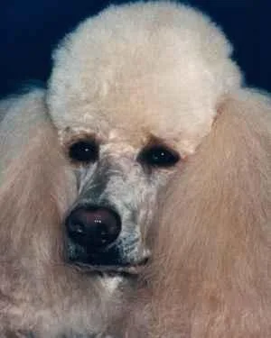 Standard Poodle #7, a Poodle in the PetMatch pool
