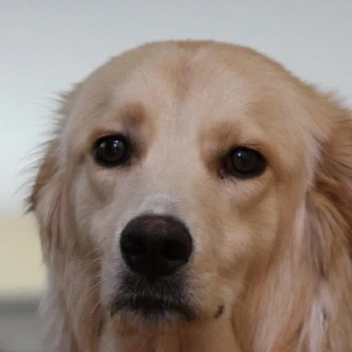 Mixed #37, a Golden Retriever in the PetMatch pool