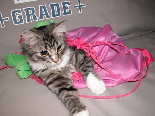 Mixed #1988, a Domestic Shorthair in the PetMatch pool