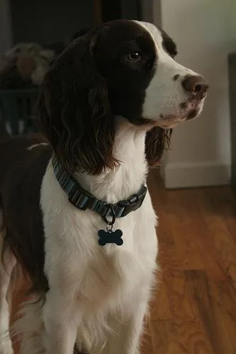 English Springer #93, a English Springer Spaniel in the PetMatch pool