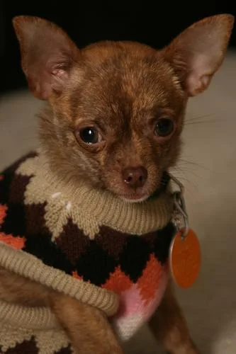Chihuahua #88, a Chihuahua in the PetMatch pool