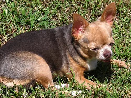 chihuahua #5, a Chihuahua in the PetMatch pool