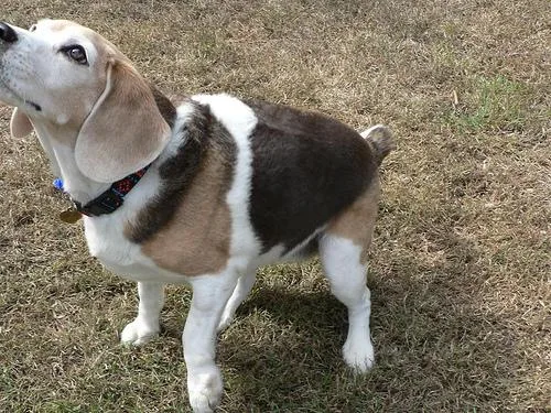 Beagle #31, a Beagle in the PetMatch pool