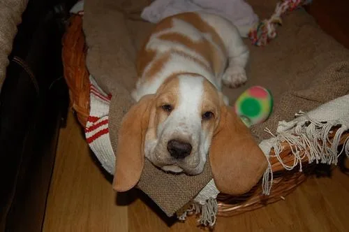 Basset #9, a Basset Hound in the PetMatch pool