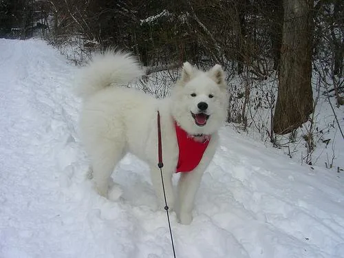 Samoyed #58, a Samoyed in the PetMatch pool