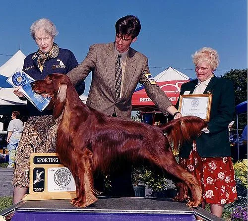 Irish Setter #96, a Irish Setter in the PetMatch pool