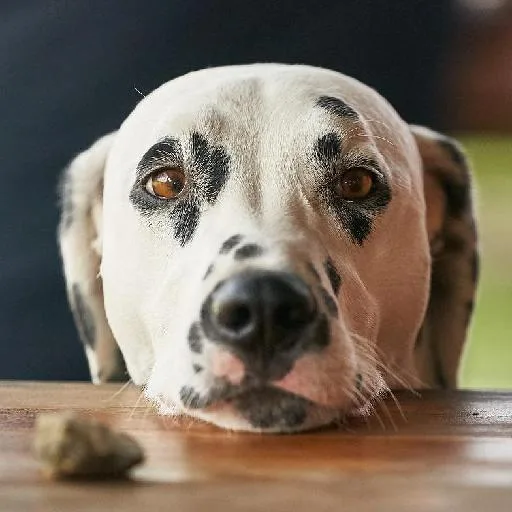 Mixed #2221, a Dalmatian in the PetMatch pool
