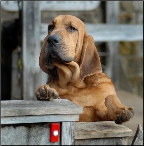 Bloodhound #7, a Bloodhound in the PetMatch pool
