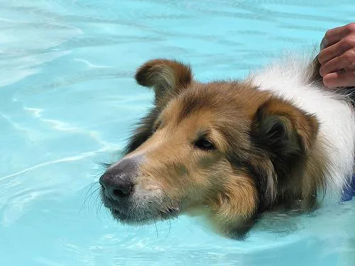 Collie #103, a Collie in the PetMatch pool