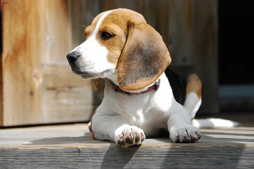 beagle #84, a Beagle in the PetMatch pool