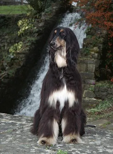 Afghan Hound #112, a Afghan Hound in the PetMatch pool