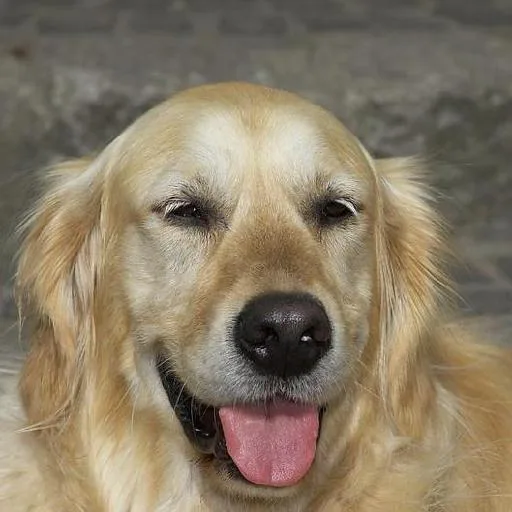 Mixed #3370, a Golden Retriever in the PetMatch pool
