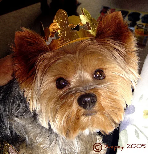 yorkshire terrier #15, a Yorkshire Terrier in the PetMatch pool