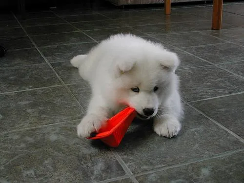 Samoyed #43, a Samoyed in the PetMatch pool
